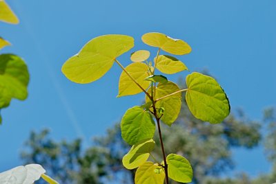 Idesia polycarpa - idesie mnohoplodá - větévka s listy